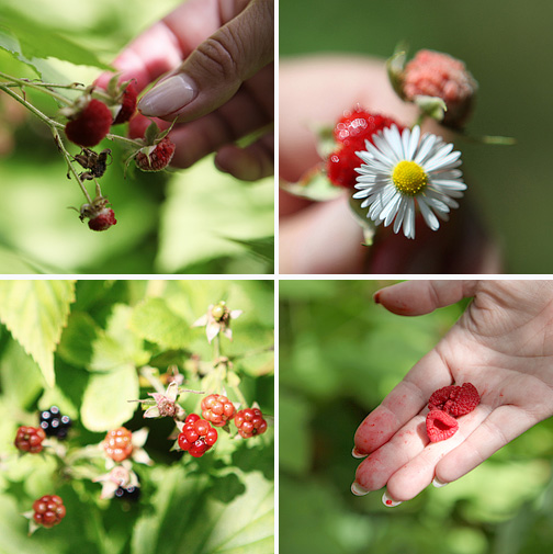 Raphaelle Peale – Part 1 – Wild Blackberry & Honey Frozen Yogurt ...